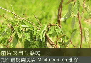 韭山藤茶特产图片