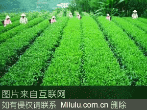 清江茶特产图片