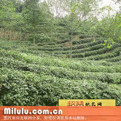 荥经枇杷茶特产图片