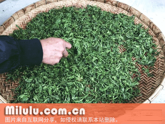 惠东仙人茶特产图片