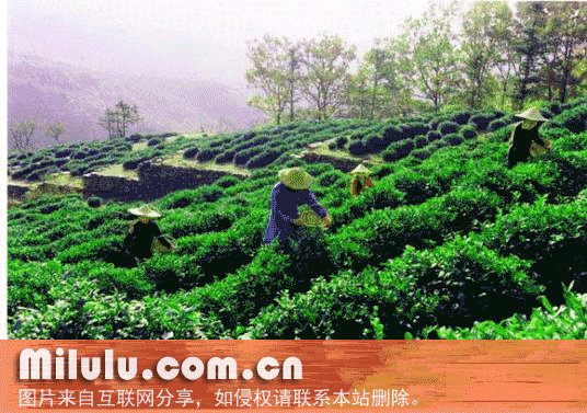 花果山云雾茶特产图片